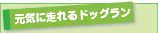 元気に走れるドッグラン