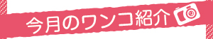 今月のワンコ紹介